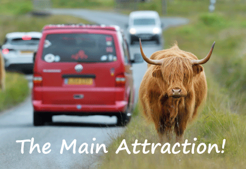 Medium Postcard Main attraction! Highland Cow pack of 50