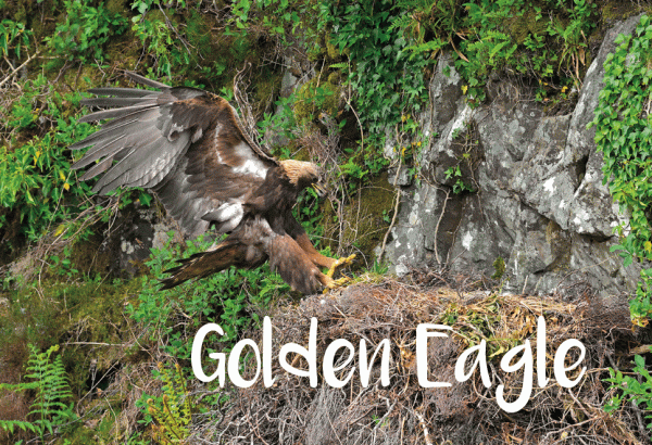 Photographic Magnet Golden Eagle pack of 5