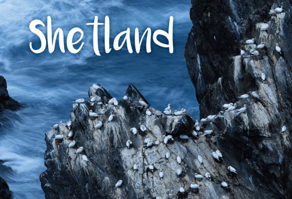 Photographic Magnet Gannets Shetland pack of 5