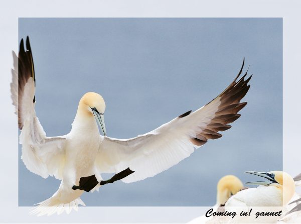 Small Greeting Card Coming In Gannet