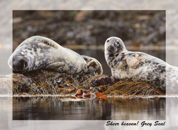 SN Greeting Card Sheer Heaven! (Grey Seal)